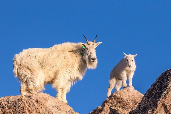 Colorado-Mt Evans Mountain goat nanny and kid atop rock